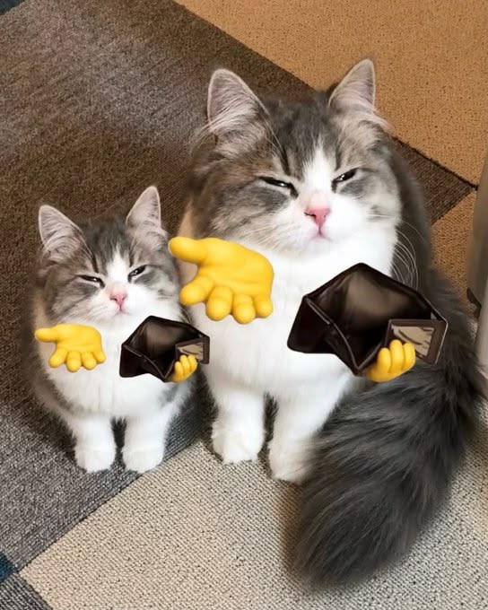 two cats = double gib