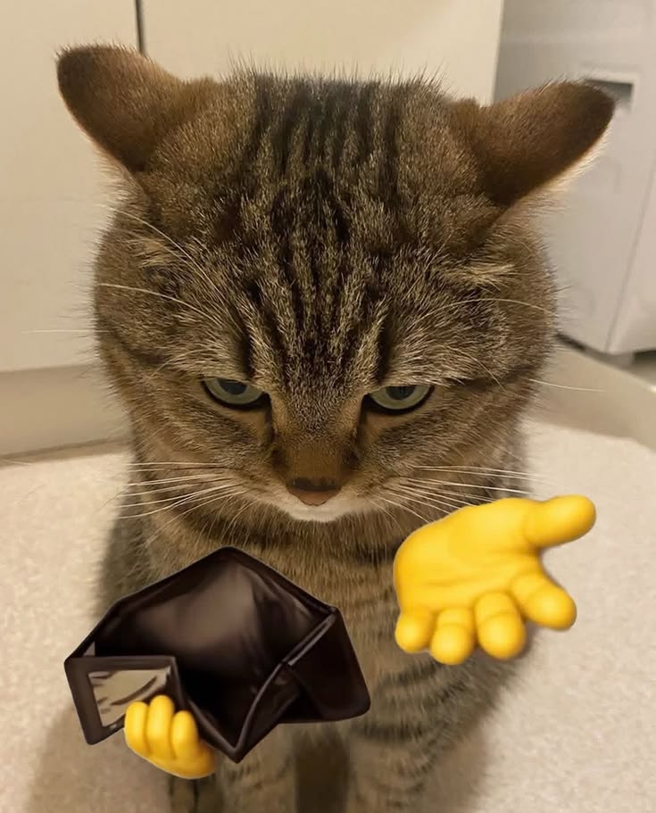 the grumpy gib